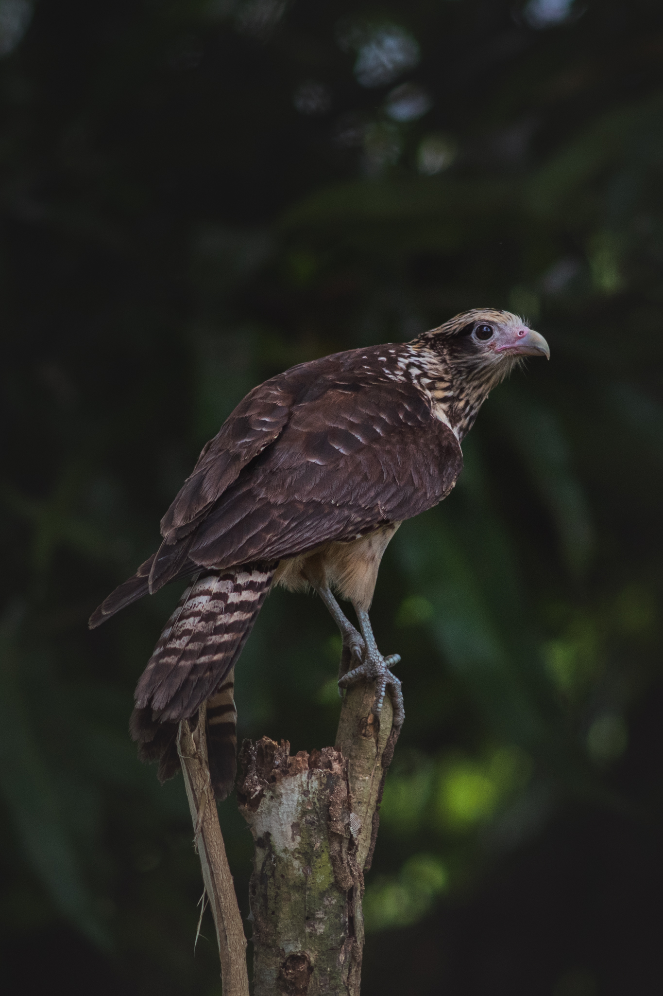 A caracara raptor perched on a tree stump