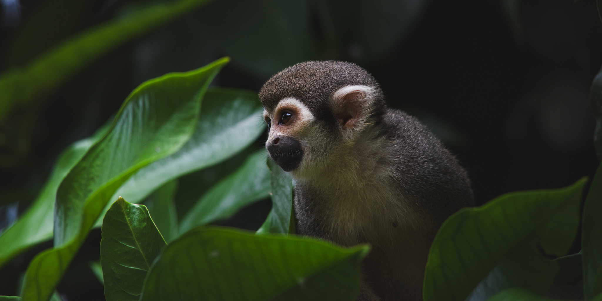A squirrel monkey peering through tropical leaves in a dim rainforest