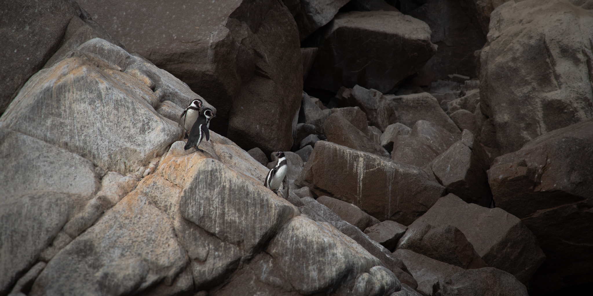 Inca terns flying low over dark ocean water