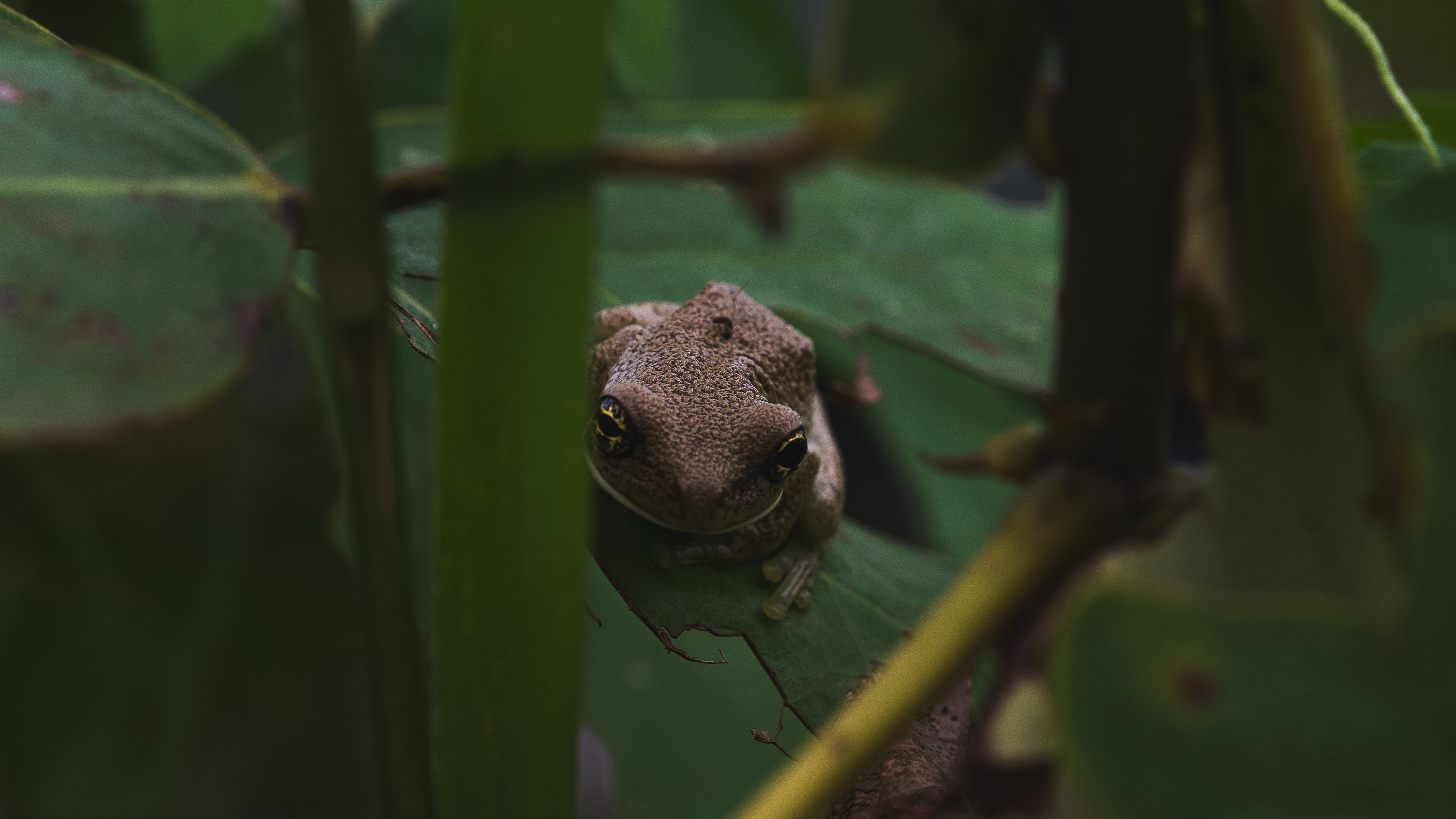 Tree frog on green leaf in rainforest